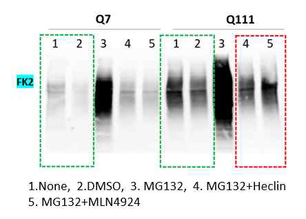 proteosomal / lysoomal degradation