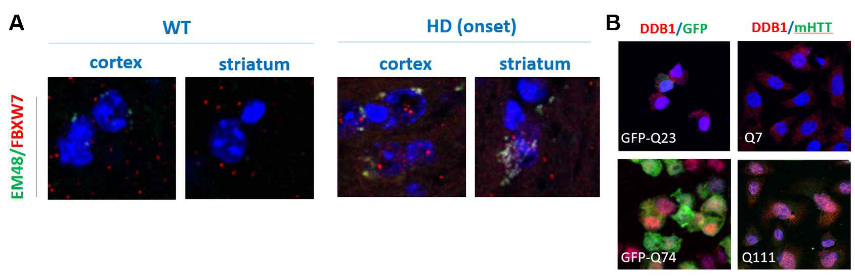 Immunocytochemistry in STHdh(A) and doxy-inducible Q74 cell