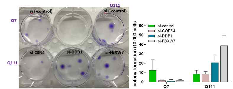 clonogenic assay in STHdh