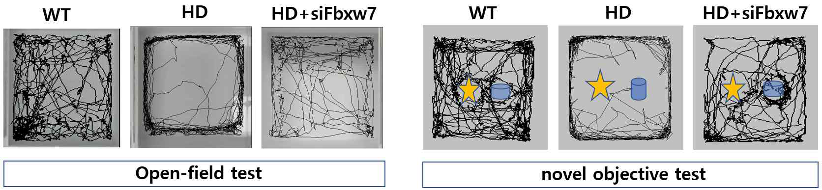 Behavior test in HD mice (R6/2) infused siFbxw7