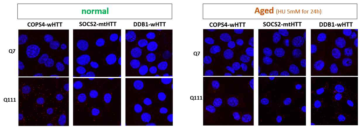 Proximity Ligation Assay (PLA) in STHdh