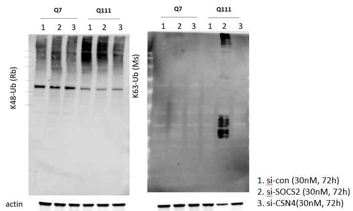 Ubiquitination proteins