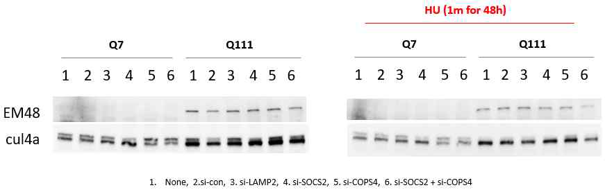 Relationship between CRL4 and mHTT