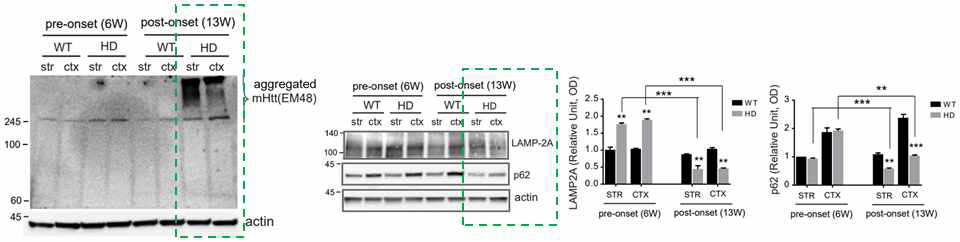 LAMP2A involved in autophagic degradation of mHTT