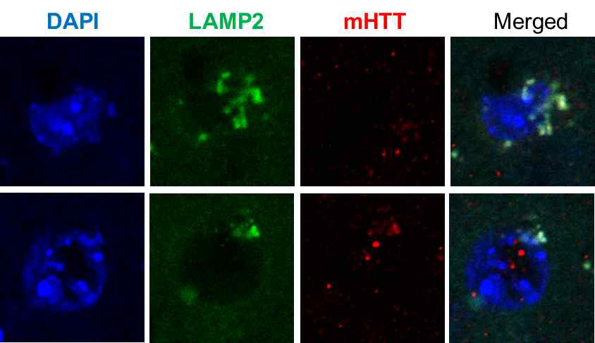 LAMP2A in post-onset HD mice