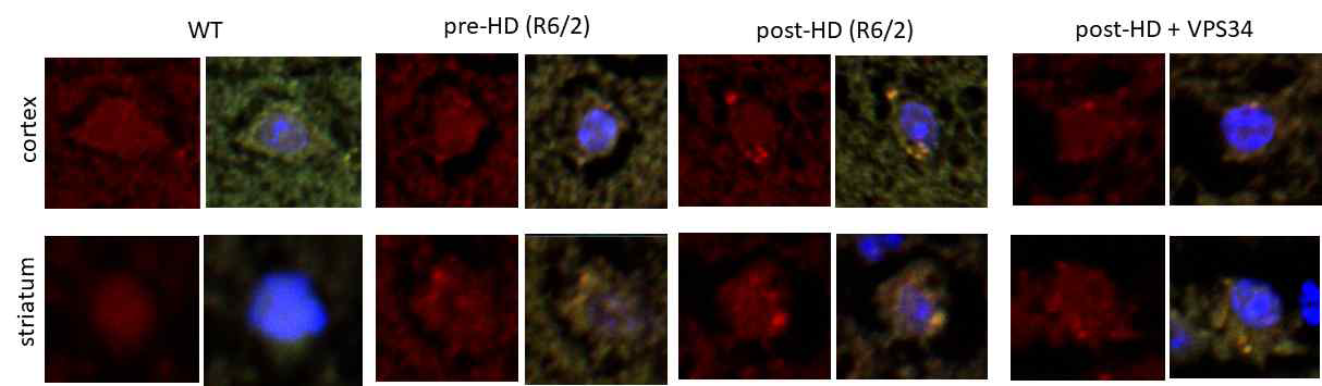 mHTT was reduced by autophagy initiator treatment