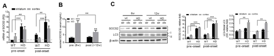 헌팅턴 질환 마우스 대뇌에서의 SOCS2 변화