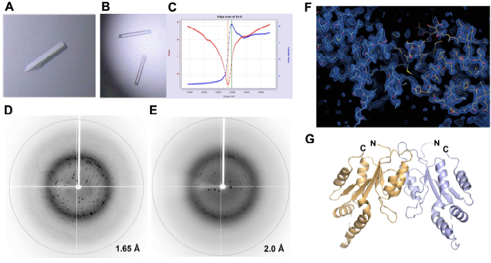 Crystals and X-ray diffraction patterns of apo- and SeMet-substituted Rv1421-NTD proteins. The crystals of apo Rv1421-NTD (A) and SeMet-substituted Rv1421-NTD (B) were used for X-ray diffraction data collection. (C) Experimental fluorescence spectrum from a SeMet protein measured at the Se-K edge. A resolution circles of apo Rv1421-NTD crystal (D) and SeMet-substituted Rv1421-NTD crystal (E) are shown at 1.65 Å and 2.0 Å, respectively. (F) 2Fo-Fc electron density map of Rv1421-NTD model contoured at 1.5 σ. (G) Preliminary overall structure of Rv1421-NTD dimer. Each subunit is shown in light orange and blue, respectively