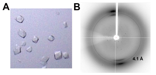 Crystals (A) and X-ray diffraction image (B) of Rv421-NTD/UDP complex