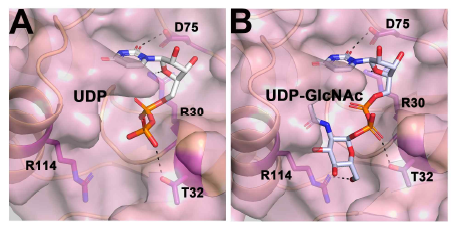 Docking simulations of Rv1421-NTD model with UDP (A) and UDP-GlcNAc (B). The center of grid box was set to dimensions of x = -4 Å, y = 5 Å and z = -11 Å that covered the putative ligand binding pocket. The grid box size was x = y = z = 16 Å