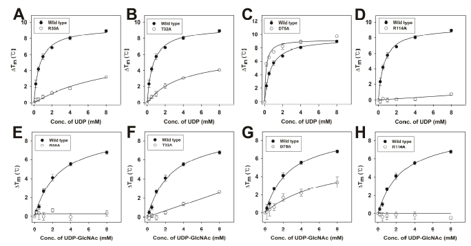 The bindings of UDP and UDP-GlcNAc to Rv1421 mutants. The ligand-binding assay of Rv1421 mutants (R30A, T32A, D75A and R114A) was performed by TSA. The melting profiles were monitored in the presence of increasing concentration of UDP (A-D) and UDP-GlcNAc (E-H) (0.2~8 mM). All the curves corresponding to the average of data from at least 4 independent experiments and the standard deviations are represented by the error bars