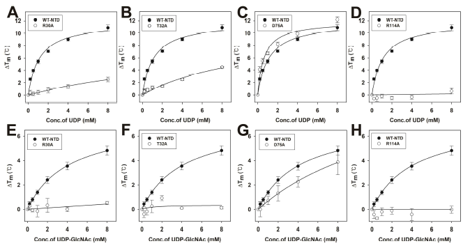 The bindings of UDP and UDP-GlcNAc to Rv1421-NTD mutants. The ligand-binding assay of Rv1421-NTD mutants (R30A, T32A, D75A and R114A) was performed by TSA. The melting profiles were monitored in the presence of increasing concentration of UDP (A-D) and UDP-GlcNAc (E-H) (0.2~8 mM). All the curves corresponding to the average of data from at least 4 independent experiments and the standard deviations are represented by the error bars