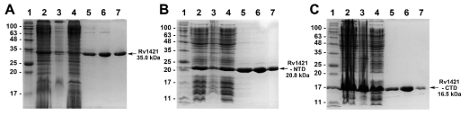 15% SDS-PAGE analysis for the expression and purification steps of Rv1421 and its domains. (A) Full-length Rv1421, (B) Rv1421-NTD, (C) Rv1421 CTD. Lane 1; molecular weight markers, Lane 2; total cell proteins, Lane 3; inclusion-body fraction, Lane 4; soluble fraction, Lane 5; Ni2+-affinity elutes, Lane 6; dialysis, Lane 7; purified protein (10x diluted)