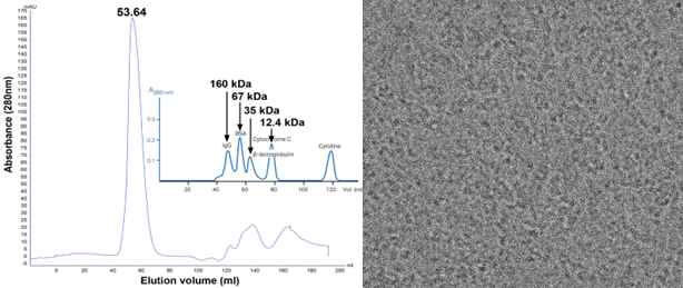 SEC and Cryo-EM micrograph of Rv1421