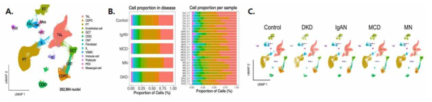 A: 연구 대상군의 snRNA-seq UMAP clustering 결과, B: 질환/샘플별 cell proportion, C: 질환군별 UMAP