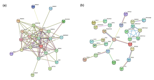 Gene interaction network 분석으로 확인한 hub gene (red circle: JUN/FOS) (unpublished data)