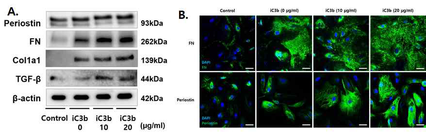 iC3b-stimulated CD11c+ macrophages와 co-culture된 human glomerular endothelial cell은 ECM component protein의 높은 발현을 보였고 면역형광염색에서 fibronectin, periostin 의 강한 염색을 확인하여 iC3가 발현 자극에 관여함을 확인함