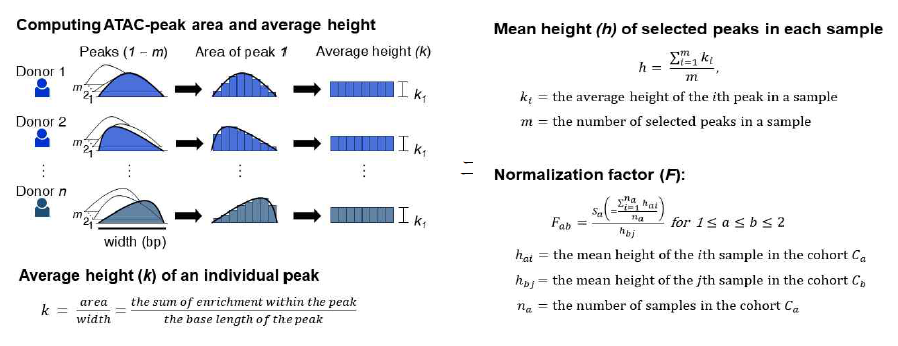 ATAC-peak 면적 측정 및 average height 이용한 normalization 과정