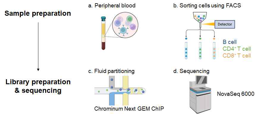 Single cell RNA sequencing 절차 모식도. a. 말초혈액 검체 확보, b. FACS sorting으로 immune cell subset 분리, c. Quality control, d. Sequencing 진행