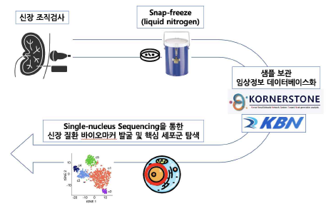 Snap-freezing방식을 이용한 신장 조직 storage 및 임상정보 데이터베이스화 시스템 구축