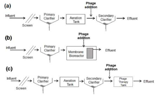 물환경 기초시설에 적용 가능한 phage의 주입 위치 제안