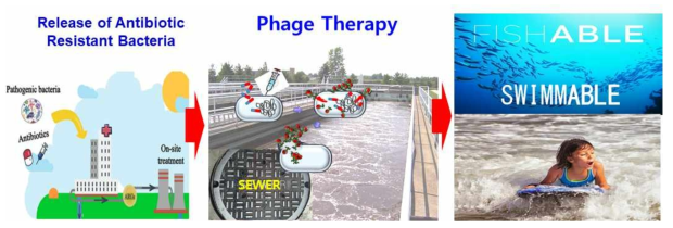 최종연구 목표의 도식화, 병원폐수 기인 항생제내성 슈퍼박테리아 확산을 파지요법 기반 저감기술을 개발하여 궁극적으로 깨끗한 수질확보 및 수생태 건강성 유지