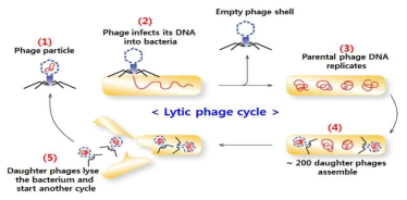 파지의 감염 경로