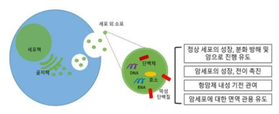 세포 외 소포의 구조 및 암에서의 역할