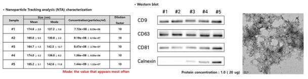 총 5개의 세포주 (#1~#5)에서 분리된 세포 외 소포에 대한 NTA, 웨스턴블랏과 TEM 결과