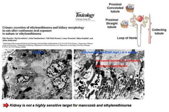 Dithiocarbamate 생체 대사체의 저용량 노출에 의한 근위세뇨관 벽세포의 부종
