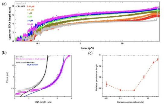 CBL0137처리된 DNA의 힘-신장 관계 및 지속거리 변화