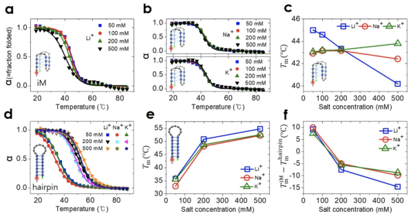 다양한 1가 양이온에 의한 i-motif와 헤어핀의 안정성 측정 결과