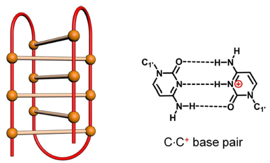 i-motif 구조와 C-C+ 염기쌍