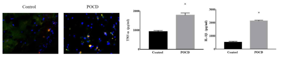 POCD 동물모델에서 M1 phenotype microglia 의 발현정도와 연관 cytokines 발현 정도 확인