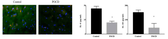 POCD 동물모델에서 M2 phenotype microglia 의 발현정도와 연관 cytokines 발현 정도 확인
