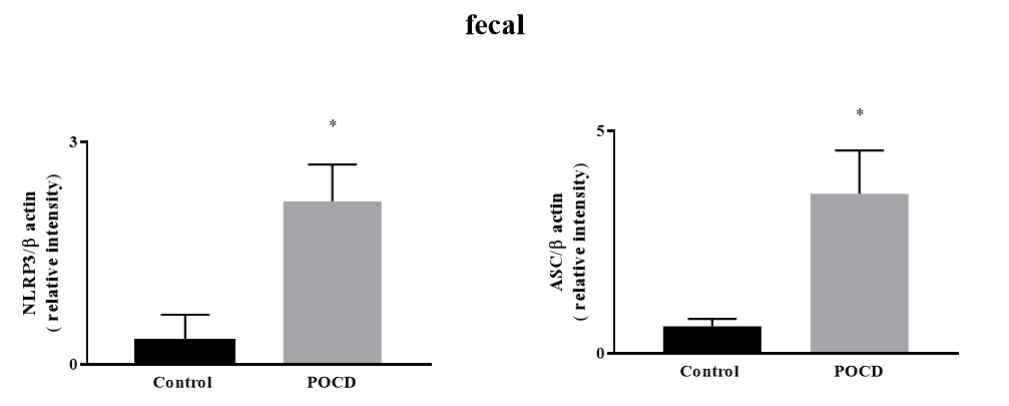 POCD 동물모델의 뇌 조직에서 NLRP3 pathway 연관 단백질 발현이 높아짐을 확인