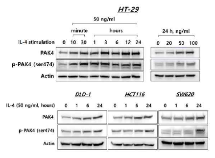 염증성장질환 유도 사이토카인인 IL-4에 의한 PAK4 단백질과 활성화의 상승. IL-4 처리 시간과 농도에 의존적으로 PAK4의 발현 및 활성이 증가함을 규명