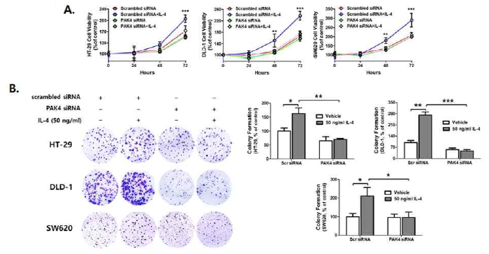 IL-4 유도 PAK4에 의한 대장암 세포의 생존률 및 colony 형성 촉진. 사람 대장암 세포주 HT-29에 PAK4 siRNA를 transfection하여 knockdown 시킨 후 IL-4를 처리하고 72시간까지 세포의 생존률 분석 및 2주 동안 세포를 배양하여 colony 형성정도를 관찰함. 그 결과 IL-4에 의해 노출된 그룹에서는 control 대비 colony 형성이 증가하였으나 PAK4 siRNA를 transfection 시킨 그룹은 IL-4 처리에도 colony 형성이 증가되지 않음을 확인. IL-4에 의한 대장암 세포의 생존률 및 survival은 PAK4에 의존적임을 규명