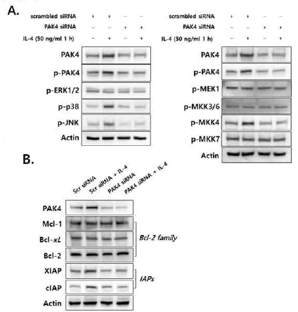 IL-4 유도 PAK4 조절에 의한 MAPK와 Survival 기전 규명. 그 결과 IL-4 유도 PAK4의 발현 상승에 따른 대장암 세포의 생존률 관련 기전에 MKK4/p38-JNK 가 관여함을 규명. 암세포의 생존과 사멸에 관여하는 여러 가지 단백질 중 IL-4 유도 PAK4는 cIAP와 XIAP를 조절하여 대장암 세포의 사멸을 억제함을 규명