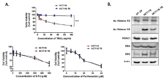 후천적 TRAIL 저항성 획득에 따른 HDAC 활성 조절과 DR5 발현 억제 규명. TRAIL 민감세포인 HCT116에 TRAIL 반복투여로 인한 저항성 구축. 세포 생존률을 측정한 결과 TRAIL 특이적 저항성이 획득됨을 확인. TRAIL 저항성 유도에 따른 HDAC의 활성화와 death receptor (DR)4와 DR5 발현 양상을 확인. 그 결과 유도된 TRAIL 내성에 따라 히스톤의 아세틸화가 감소하고 HDAC1 발현이 증가하고 DR5 발현은 감소됨. 따라서 후천적으로 생성된 TRAIL 저항성은 세포내의 HDAC활성 조절을 통해 DR5 발현 억제를 규명