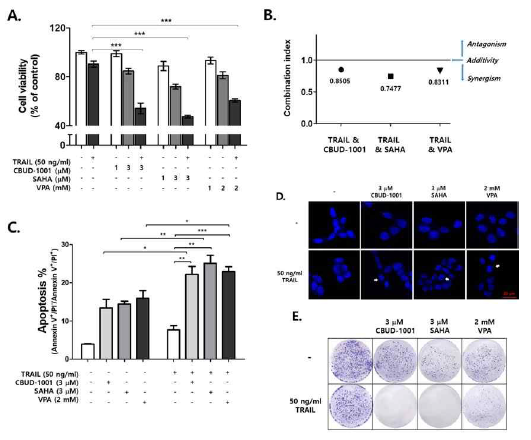 TRAIL과 HDAC 억제제 병용투여로 인한 저항세포의 사멸 상승효과. HDAC 억제제인 CBUD-1001, SAHA 그리고 valproic acid를 TRAIL과 병용처리 후 세포 생존률을 확인한 결과 단독투여시보다 월등한 세포 생존률 감소 효과를 확인하였으며 병용으로 인한 상승효과를 combination index (CI)로 확인. 또한 세포 생존률의 원인이 세포사멸에 의한 감소임을 확인하였으며 2주간 long-term 배양으로 확인한 세포 집락 형성 역시 병용시 감소함