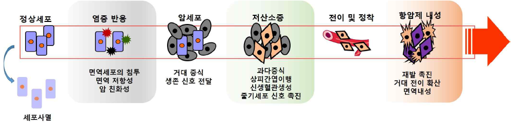 종양미세환경에서 암의 발생, 진행, 재발 그리고 전이 과정