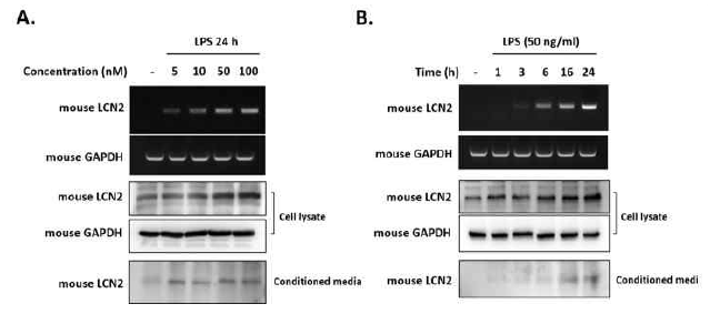 염증성장질환 관련 대식세포에 Lipopolysaccharide (LPS) 처리 후 LCN2 mRNA와 단백질의 발현 양상을 확인. 그 결과 세포내의 mRNA와 단백질 발현 증가 뿐만 아니라 세포 밖으로 방출된 LCN2 단백질 역시 LPS 처리 농도 및 시간에 의존적으로 증가함 규명