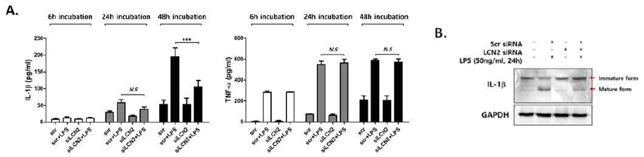 LCN2-유도 inflammasome 형성에 따른 의한 염증 사이토카인 IL-1β 조절. 대식세포에 LCN2 siRNA를 transfection 시킨 후 LPS를 처리. 세포배양액을 획득하고 방출된 IL-1β와 TNF-α 양을 측정. 그 결과 inflammasome에 의해 생성되고 방출되는 IL-1β이 LCN2 발현에 의존적으로 조절됨을 확인함. 또한 LCN2에 의한 IL-1β의 발현조절의 명확한 기전을 확인하기 위해 웨스턴 블로팅을 시행한 결과 LPS에 의해 IL-1β mature form 생성이 촉진되었으나 LCN2 siRNA에 의해 감소됨을 확인. 이는 염증반응에 관여하는 대식세포에서 LCN2가 NF-kB 활성에 의해 의존적으로 조절되며 LCN2가 NF-kB 활성과 inflammasome 형성을 조절하는 중간매개체로써 역할을 하여 염증 사이토카인인 IL-1β의 생성과 방출에 중요한 역할을 함을 시사함