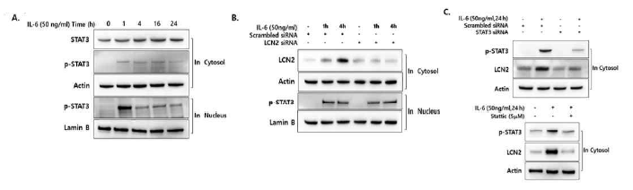 IL-6 유도 LCN2 발현과 STAT3 (기전과의 관계 규명. IL-6에 의한 LCN2 발현 조절 기전을 규명하기 위하여 STAT3 활성 양상을 확인하고 siRNA와 STAT3 활성 억제제를 사용하여 LCN2 발현의 변화를 확인. 그 결과 IL-6 유도 LCN2의 발현이 STAT3 활성에 의존적으로 조절되며 STAT3 활성 기전이 LCN2의 발현을 조절하는 상위조절자이며 LCN2를 조절하는 전사인자임을 예측 가능함