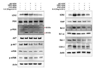 IL-6 유도 LCN2 발현에 따른 survival, anti-apoptosis 관련 유전자들의 발현 조절 규명. IL-6에 의한 LCN2 발현 상승과 염증성대장암의 발암 기전 규명하고자 웨스턴 블로팅 시행. 그 결과 종양의 생성과 성장에 관여하는 PI3K/mTOR/AKT 모두 IL-6에 의해 발현이 상승하였으며 LCN2 억제에 의해 감소. 또한 anti-apoptotic molecule 발현 변화 확인한 결과 Bcl-2 family member와 COX-2의 발현 변화를 확인. 그 결과 염증환경에서 종양이 형성되는 과정에서 LCN2의 기능 및 관련 기전이 규명됨