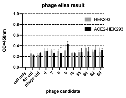 Phage ELISA (2차)