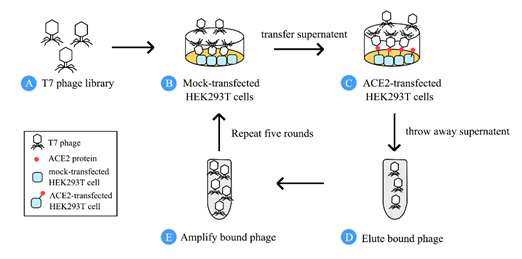 Phage library 스크리닝 (3차)