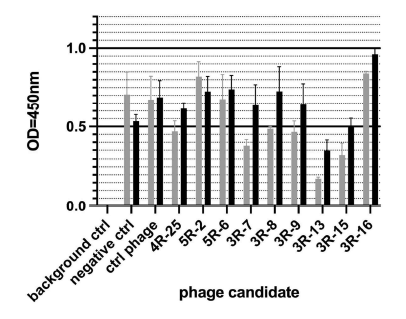 Phage ELISA (3차)