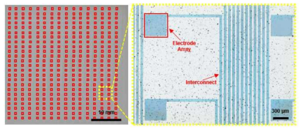 PEDOT:PSS 기반의 384 (16×24) 채널 투명 Electrocorticography (ECoG) 어레이